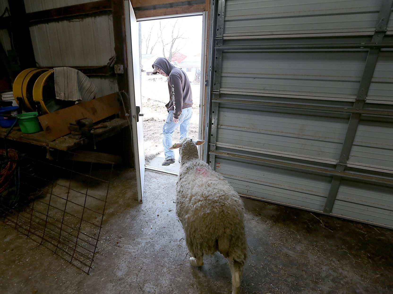 Sheep Farm